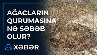 Magistral yol kənarında quruyan ağaclar
