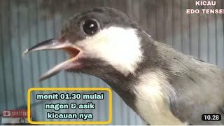 Download lagu Memantau Kicauan indah πΆ & Tingkah Lucu π Gelatik Batu Paud π NARUTO π (Boleh baca Deskripsi) mp3 Download lagu Memantau Kicauan indah πΆ & Tingkah Lucu π Gelatik Batu Paud π NARUTO π (Boleh baca Deskripsi) mp3