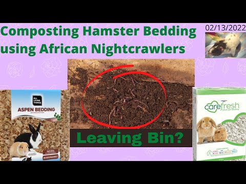 Compost Hamster Bedding with ANCs - Worms Fleeing? 02/13/2022