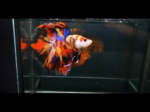 download lagu mp3 mp4 Hm Koi, download lagu Hm Koi gratis, unduh video klip Hm Koi