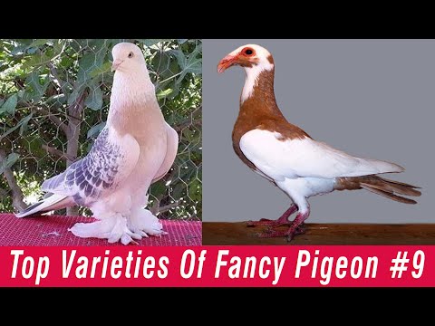 , title : 'Top Varieties Of Fancy Pigeon #9'