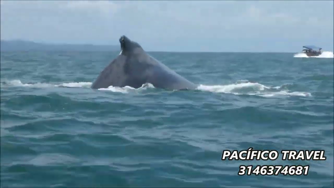 Tour avistamiento de Ballenas Yubartas en el Pacifico