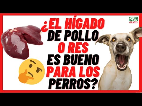 📛 CHICKEN AND BEEF LIVER 📛 (Raw or Cooked) is GOOD or BAD for DOGS (Benefits)