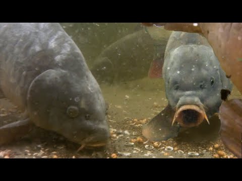 Analyzing big carp feeding on maggots and particles.