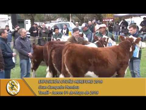 31-05-18 Gran Campeón Hembra - Exposición Otoño Hereford - Tandil