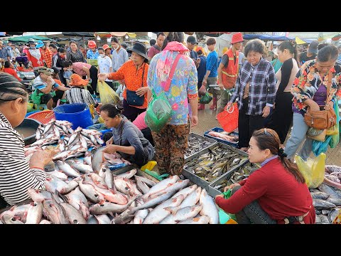Cambodian Largest Fish Wholesale & Fish Distribution - Fish Market Scenes 2023