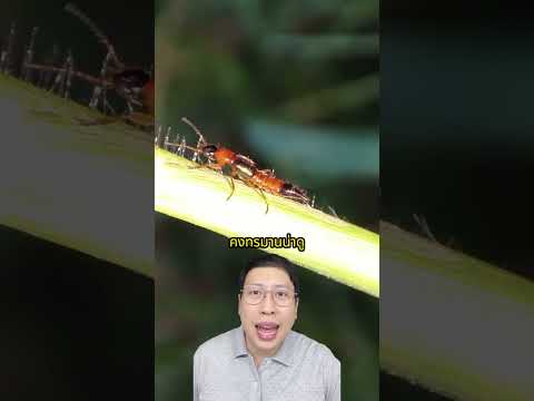แมลงก้นกระดกอันตราย #สาระ #facts #knowledge #เรื่องเล่า #shortstory #animal #amazing #nature #shorts