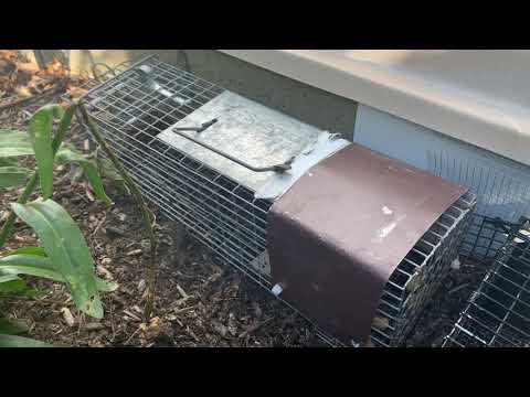 Squirrels Infiltrating the Crawl Space in Metuchen, NJ