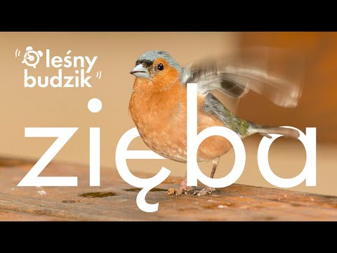 Leśny budzik - Zięba