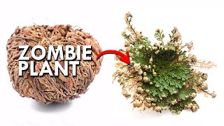 Resurrection Plants | These Plants Come Back From The Dead