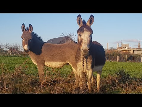 Top 50 curiozitati despre MAGARI