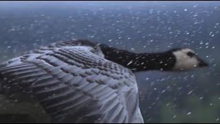 dengue fever | connect four