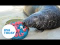 These Zoo Animals Celebrate Fourth Of July With Patriotic Treats USA TODAY