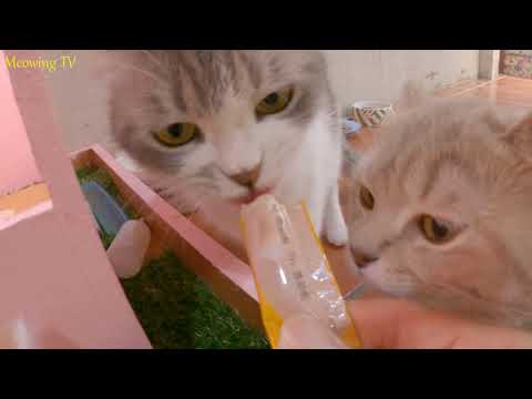 The kitten fiercely scrambles for the food it likes.