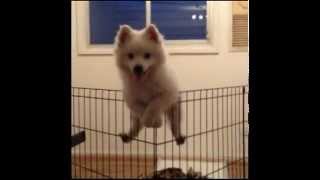 Japanese Spitz puppy climbs a fence