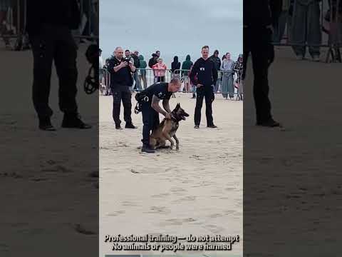 They train to protect us, not themselves.#dogs #k9sof #k9 #doglover#fyp