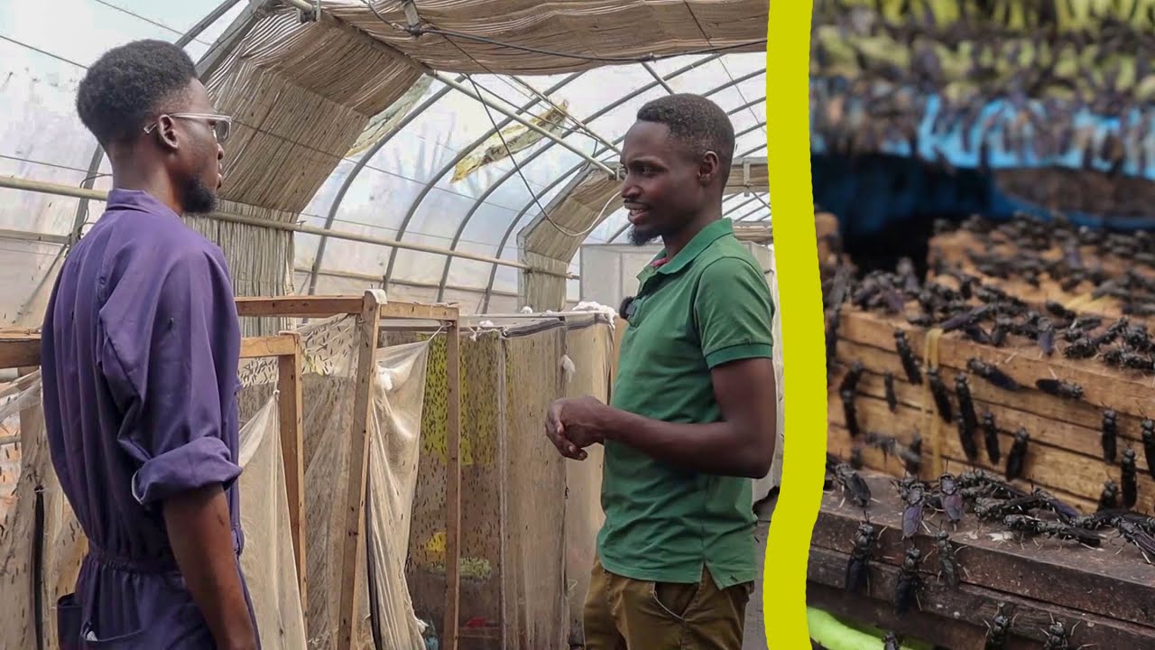 How to Grow YOUR OWN MAGGOTS as Animal feeds FROM FLIES on a Large scale!