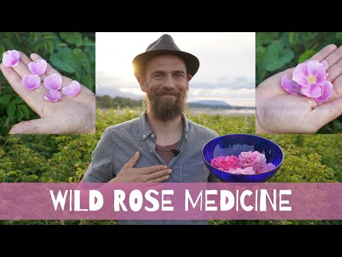 Wild Rose Medicine