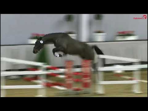 Casallco - Quintender *2017