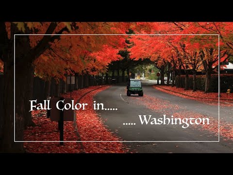 Fall color in Washington State (Short Video) | 2021 October | OurTravelHikes