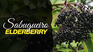 Miniatura do vídeo
