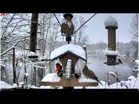 11272014_1152_CLFW_Thanksgiving Feast for Birds in The Snow