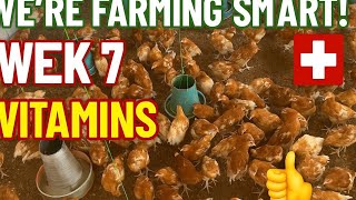Week 7 Vitamins Boost 💊 | Keeping Our Chicks Strong & Healthy