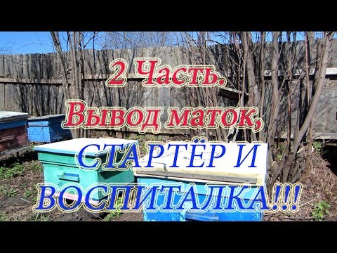 2 Часть ВЫВОД МАТОК 2018г. ФОРМИРОВАНИЕ СТАРТЁРА и СЕМЬИ ВОСПИТАТЕЛЬНИЦЫ🔥🔥🔥