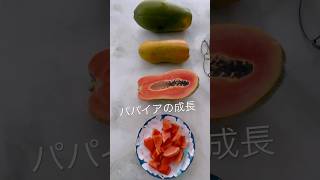 パパイア