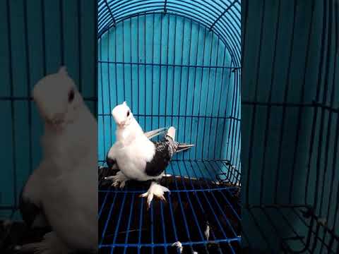 My new oriental frill satinette pigeon cock