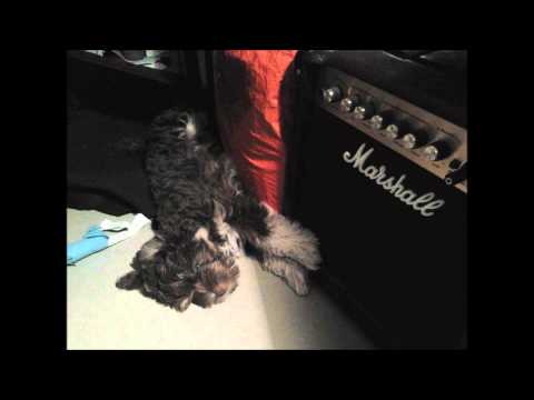 Now I Wanna Be Your Dog - The Lick Sticks featuring Ringo The Dog