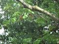 Squirrel Trapeze Artists