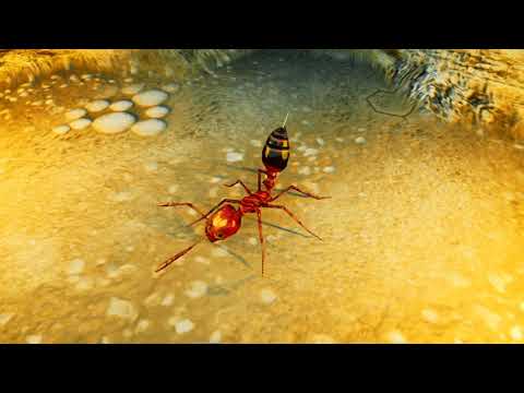 Fire Ant Animations