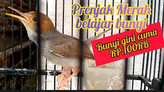 Download lagu Prenjak Klawu Paud Ngriwikk Belajar Bunyi.. mp3 Download lagu Prenjak Klawu Paud Ngriwikk Belajar Bunyi.. mp3