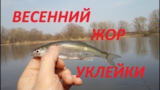 Уклейка рыбалка весной в подмосковье на реке