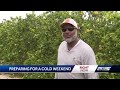 Farmers Brace For Expected Record Low Temperatures This Weekend In South Florida And Treasure Coast