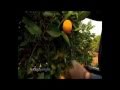 Ru Risk 2 Lionco Monopoly Australian Fresh Fruit Juice Brands Not That Great Are They Jim