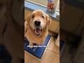 My dog had to go to the Vet for a limp #sterling #goldenretriever
