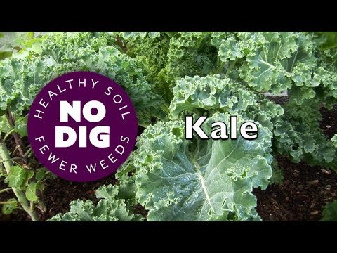 Kale's fantastic varieties for tasty harvests, raw or cooked and year-round