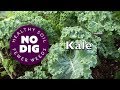 Kale S Fantastic Varieties For Tasty Harvests Raw Or Cooked And Year Round