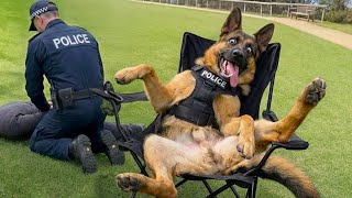 QUANDO OS CÃES POLICIAIS ESQUECEM SUA FUNÇÃO 🐕👮‍♀