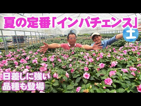 園芸 青城山産インパチェンス・チュベローズ、中国産チュベローズ・バルサム