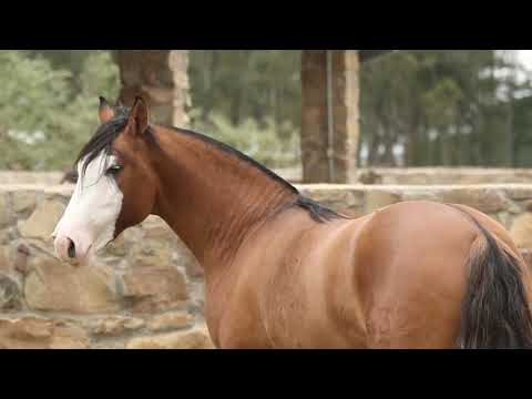 Lote 20   PAISANO DA CABANHA SANTA FÉ