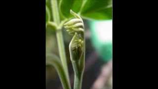 Keiko Matsui  -  Garden