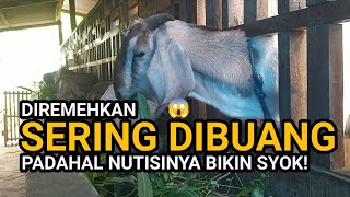 Download lagu Crazy! This Often Underestimated Goat Feed Actually Has AMAZING Benefits That Will Make You Jaw-D... mp3 Download lagu Crazy! This Often Underestimated Goat Feed Actually Has AMAZING Benefits That Will Make You Jaw-D... mp3