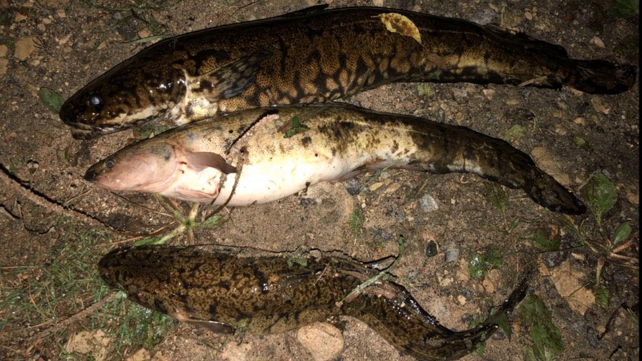 Купить Налим В Г Ижевске