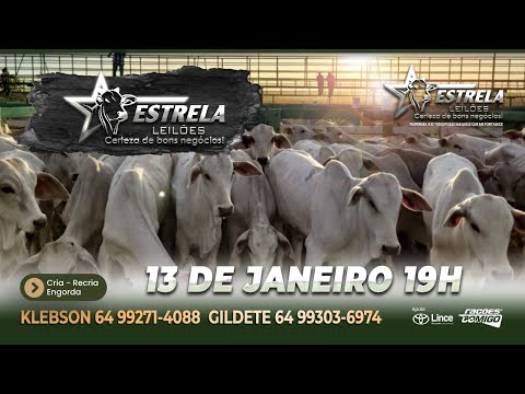 ESTRELA LEILÕES -  13  / 01 / 2026 -  19:00 HS. - Morrinhos  - Goiás