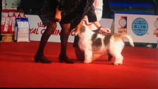 Multi BIS BISS Ch Black Majesty Hall Of Fame &quot;Legacy&quot;