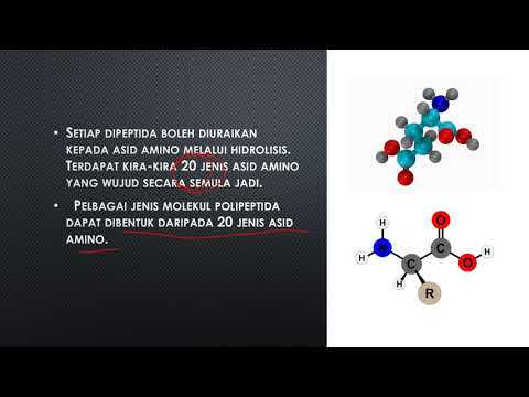 BIOLOGI TINGKATAN 4 : 4.3 PROTEIN