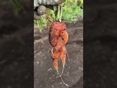ニンジンをハエから守るにはどうすればいいですか？私たちのシンプルで自然なソリューション!  庭園